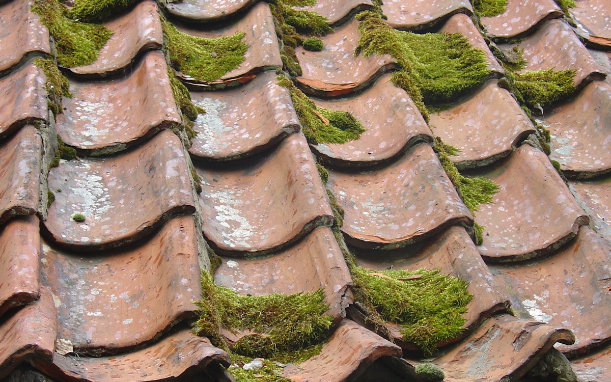 Roof cleaning Kildare: tiled roof covered in moss